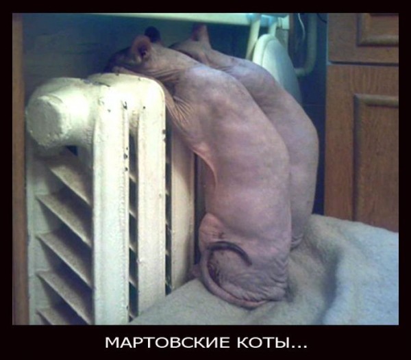 1364167341_demotivatory_02.jpg