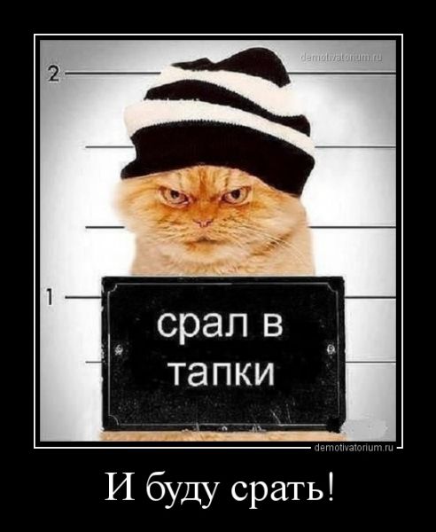 КОТЭОТВЕТ!.jpg