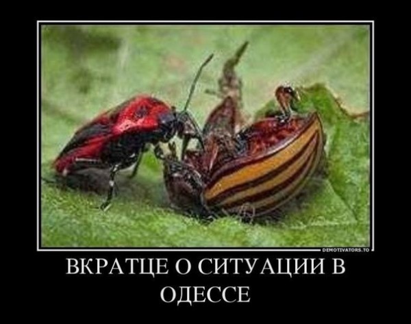 zSFjJmtSIFY.jpg
