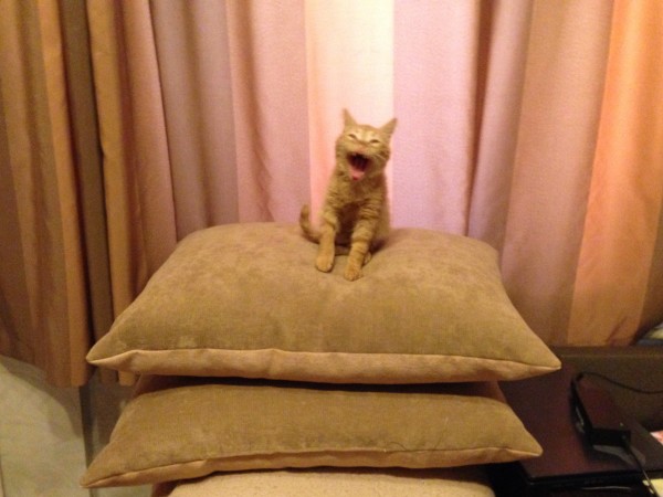 image.jpg