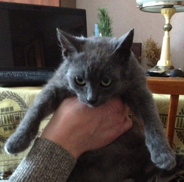 кот1.jpg